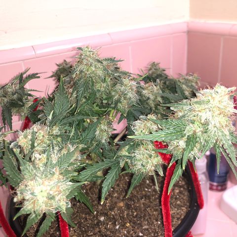 Pilot Noir  growlog timeline photo
