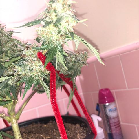 Pilot Noir  growlog timeline photo