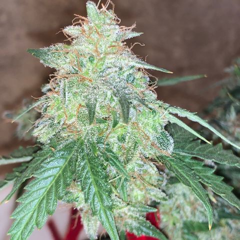 Pilot Noir  growlog timeline photo