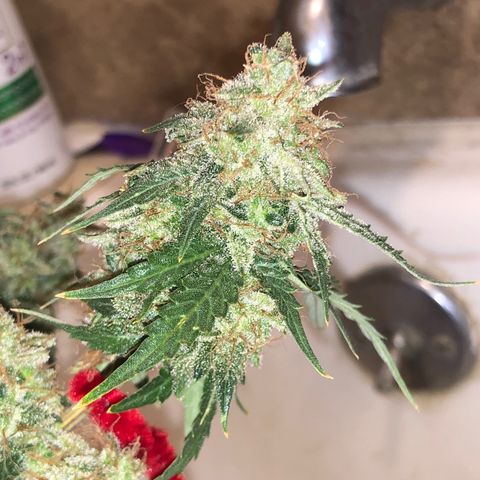 Pilot Noir  growlog timeline photo