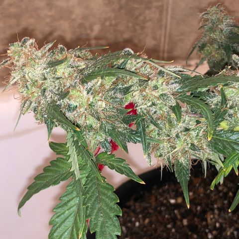 Pilot Noir  growlog timeline photo