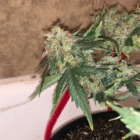 Pilot Noir  growlog timeline photo