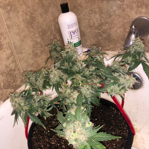 Pilot Noir  growlog timeline photo