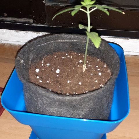 Luciana growlog timeline photo