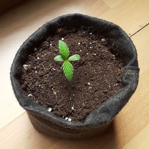 Luciana growlog timeline photo