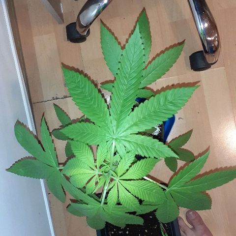 Luciana growlog timeline photo