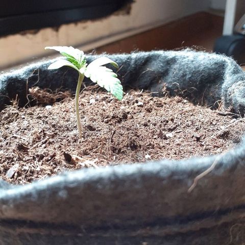 Luciana growlog timeline photo