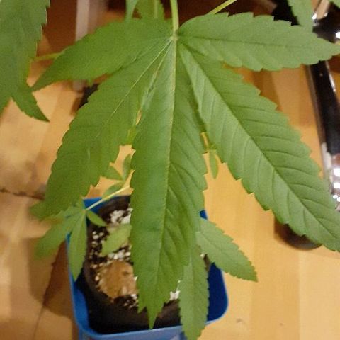 Luciana growlog timeline photo