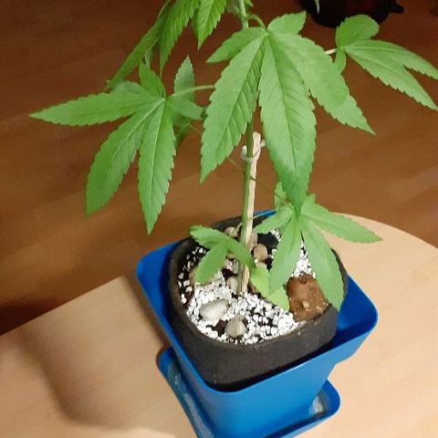 Luciana growlog timeline photo