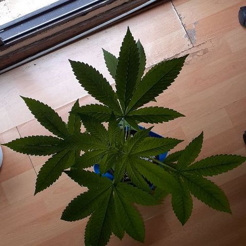 Luciana growlog timeline photo