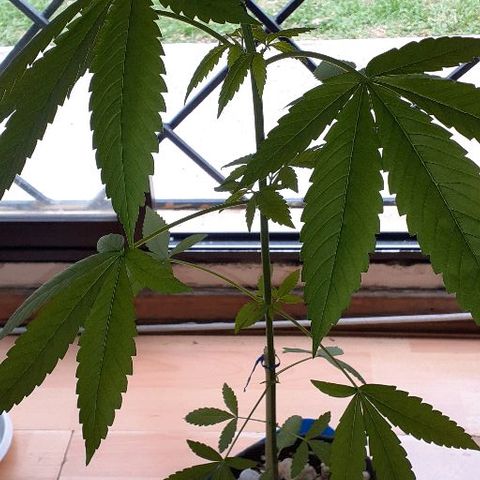 Luciana growlog photo: Hojas se recuperan, están cóncavas dos hojas