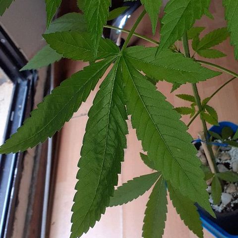 Luciana growlog photo: Se ve cóncava la hoja