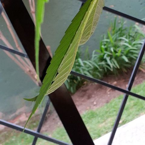 Luciana growlog timeline photo