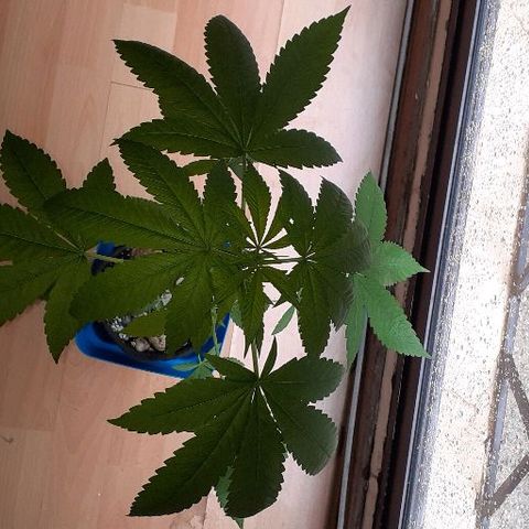 Luciana growlog timeline photo