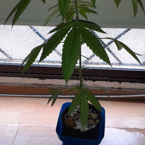Luciana growlog timeline photo