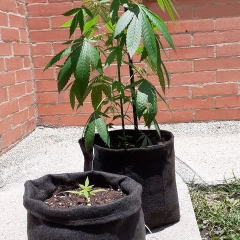 Luciana growlog timeline photo