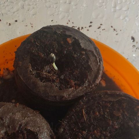 Runz Auto growlog photo: Sämling wächst
