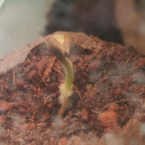 Runz Auto growlog timeline photo