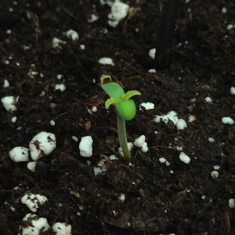 Runz Auto growlog timeline photo