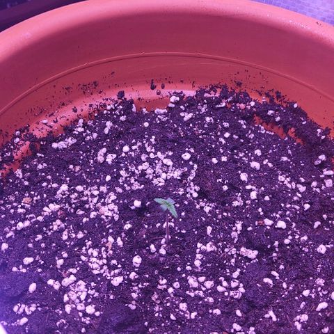 Runz Auto growlog timeline photo