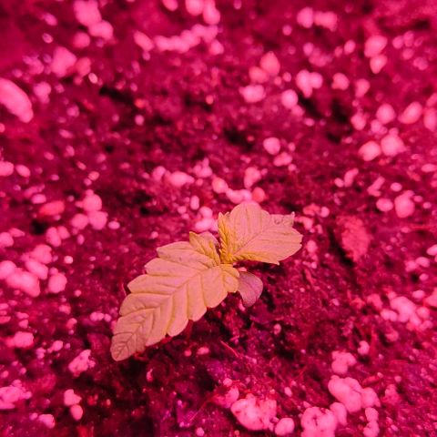 Runz Auto growlog timeline photo