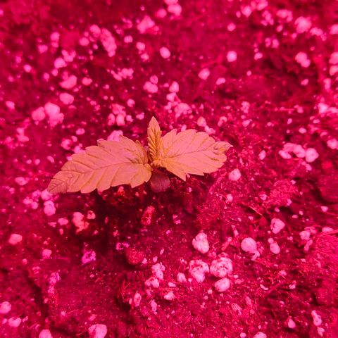 Runz Auto growlog timeline photo