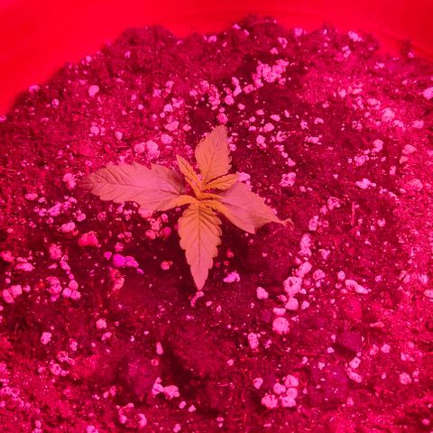 Runz Auto growlog timeline photo