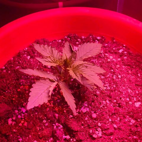 Runz Auto growlog timeline photo