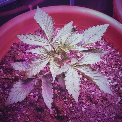 Runz Auto growlog timeline photo