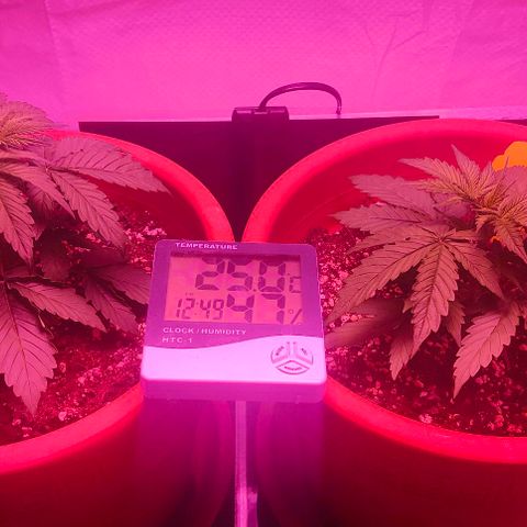Runz Auto growlog timeline photo