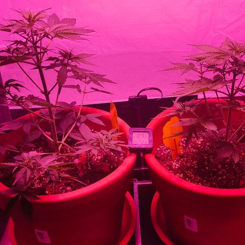 Runz Auto growlog timeline photo