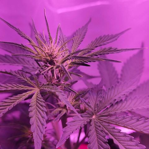 Runz Auto growlog timeline photo