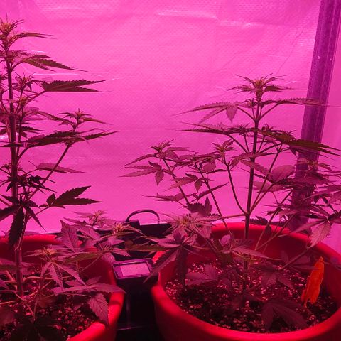 Runz Auto growlog timeline photo