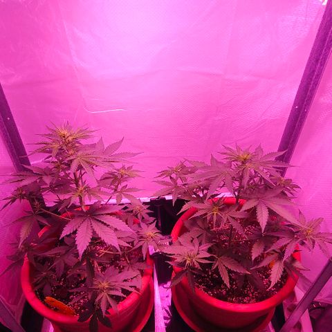 Runz Auto growlog timeline photo