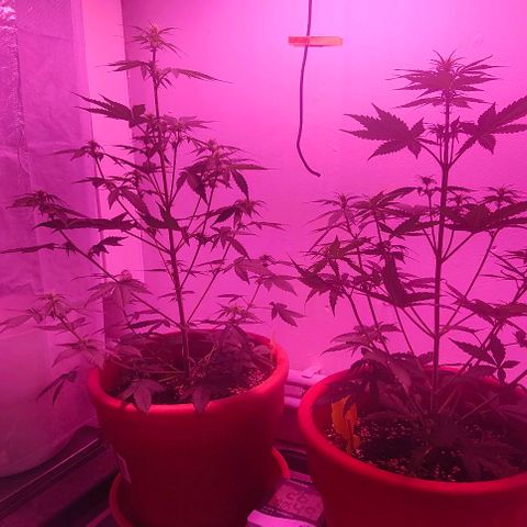 Runz Auto growlog timeline photo