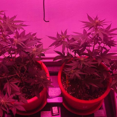 Runz Auto growlog timeline photo