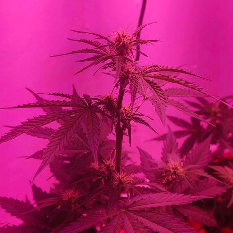 Runz Auto growlog timeline photo