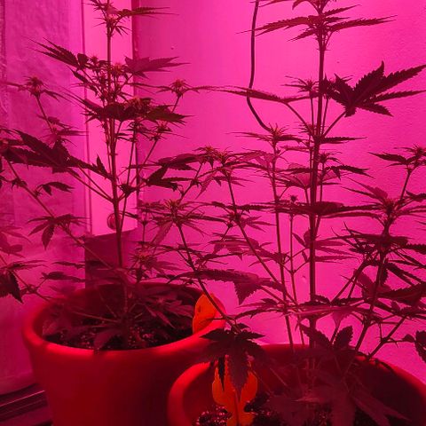 Runz Auto growlog timeline photo
