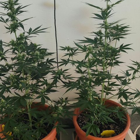 Runz Auto growlog timeline photo