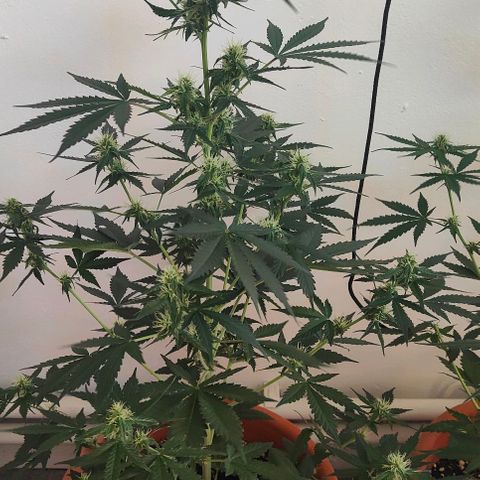 Runz Auto growlog timeline photo