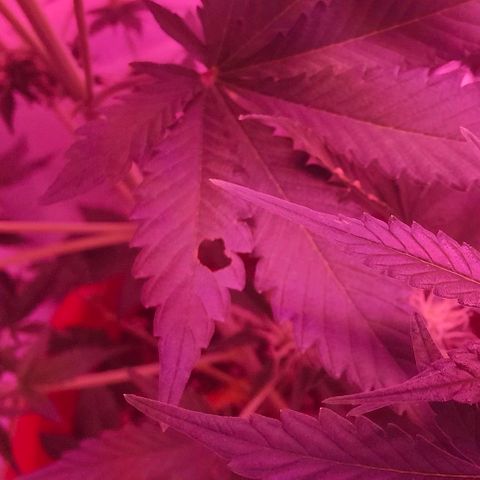Runz Auto growlog photo: Grasshopper hat sich in den Grow verirrt und drei Blätter angefressen. Nach dem Entfernen wurde ein Schutzmittel auf gesprüht.