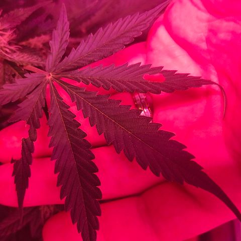 Runz Auto growlog photo: Grasshopper hat sich in den Grow verirrt und drei Blätter angefressen. Nach dem Entfernen wurde ein Schutzmittel auf gesprüht.