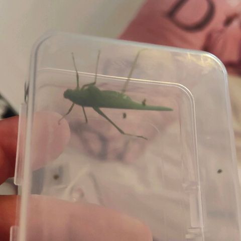 Runz Auto growlog photo: Grasshopper hat sich in den Grow verirrt und drei Blätter angefressen. Nach dem Entfernen wurde ein Schutzmittel auf gesprüht.