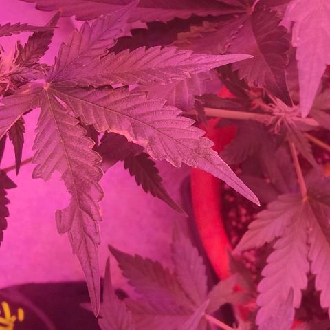 Runz Auto growlog photo: Grasshopper hat sich in den Grow verirrt und drei Blätter angefressen. Nach dem Entfernen wurde ein Schutzmittel auf gesprüht.
