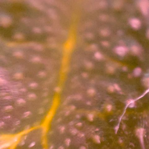 Runz Auto growlog timeline photo
