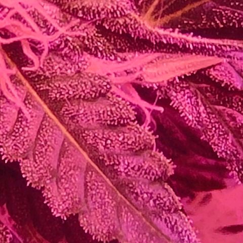 Runz Auto growlog timeline photo