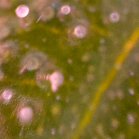 Runz Auto growlog timeline photo