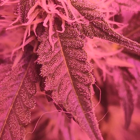 Runz Auto growlog timeline photo