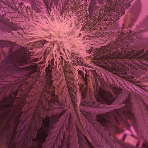 Runz Auto growlog timeline photo