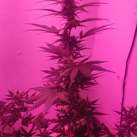 Runz Auto growlog timeline photo